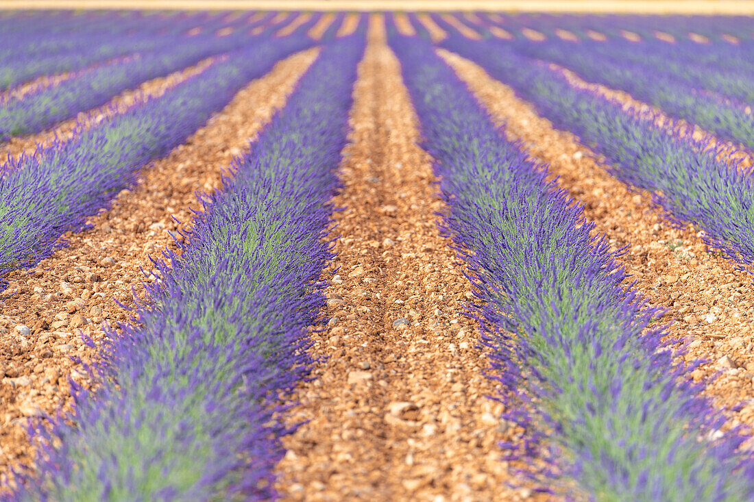 Lavendel Acker und Felder rund um Valensole, Provence, Frankreich