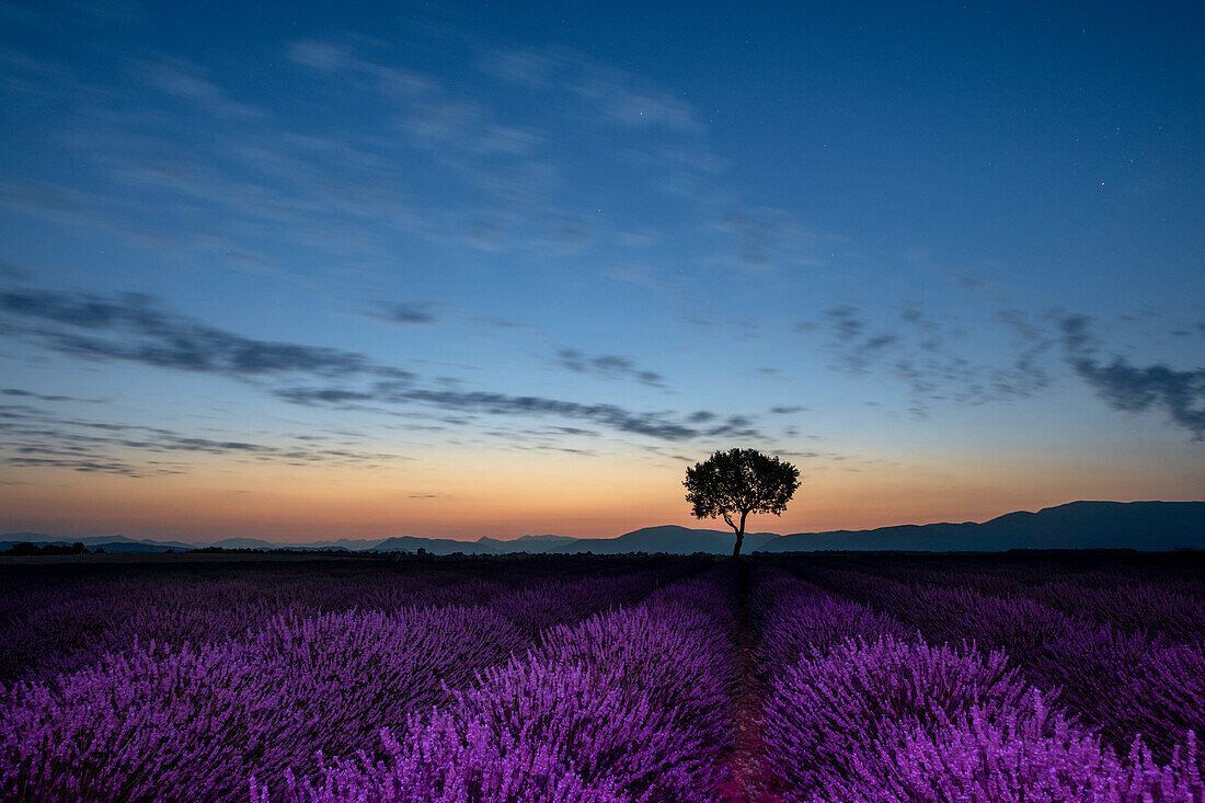 Lavendelfelder in voller Blüte bei Vollmond in der Hochebene von Valensole mit altem, allein stehendem Baum, Provence, Frankreich