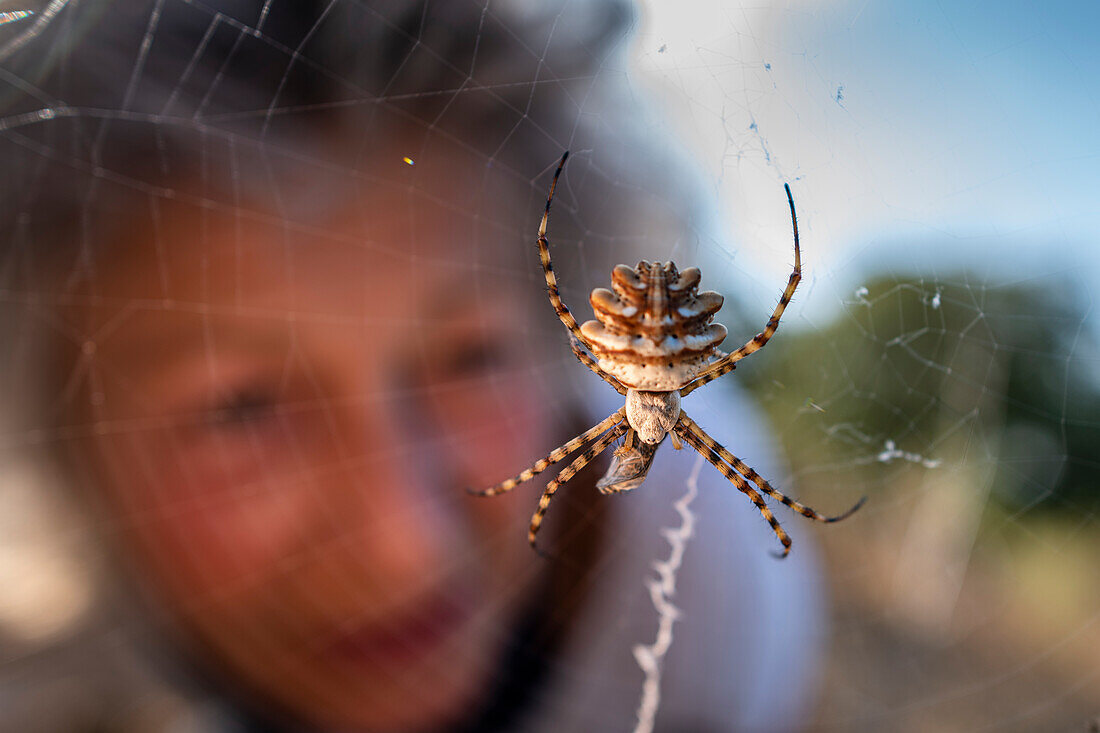 Spinne Argyope Lobata im Spinnennetz, Wanderin beobachtet Wespenspinne, Provence, Frankreich