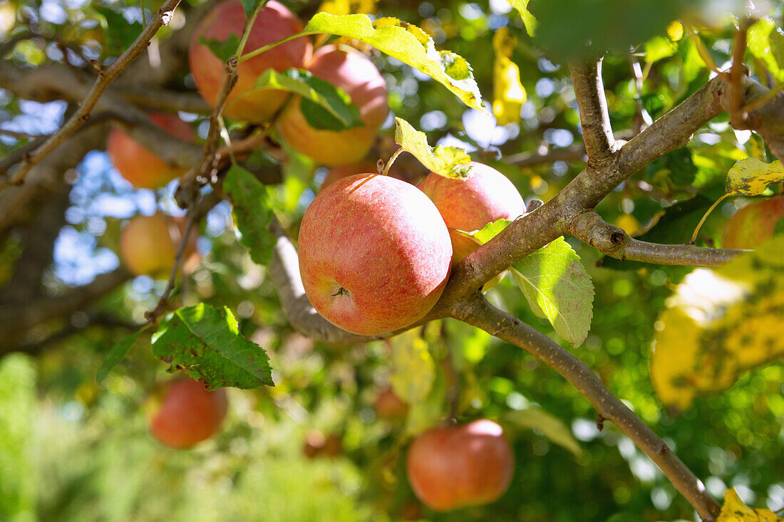 ripe apples on the tree