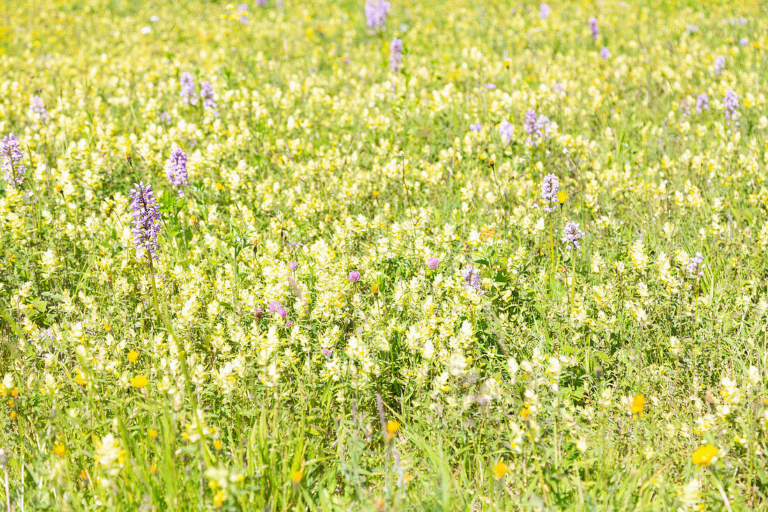 Helmet orchid, Orchis militaris. on a flower meadow in the Europareservat Unterer Inn near Aigen