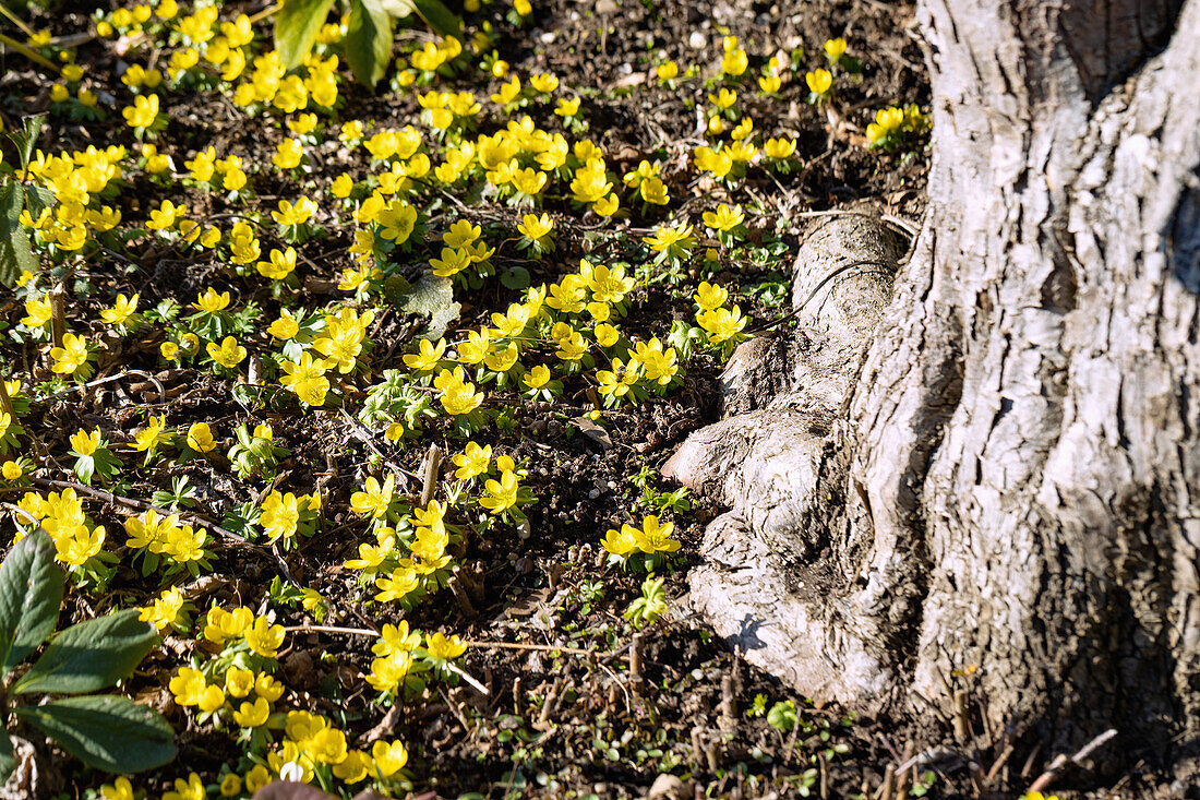 Flowering winterlings next to gnarled tree, Eranthis hyemalis