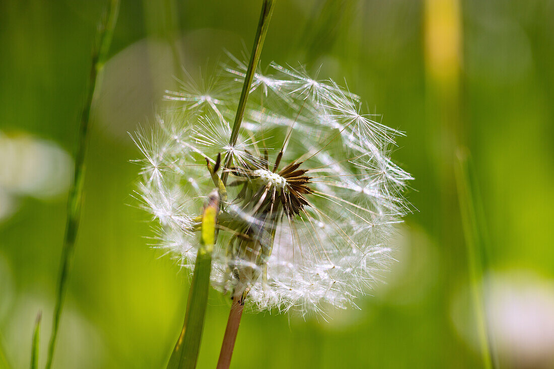 Pusteblume mit wenigen Samen, reifer Gewöhnlicher Löwenzahn, Taraxacum sect. Ruderalia