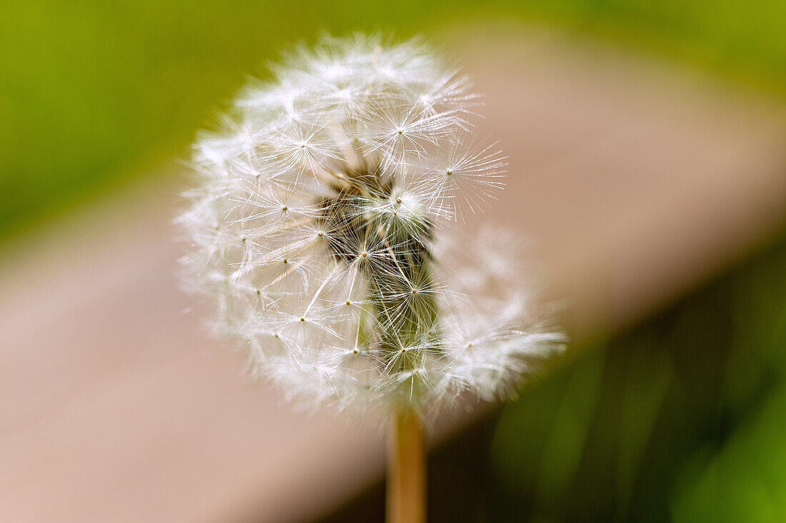 Dandelion with few seeds, mature dandelion, Taraxacum sect. ruderalia