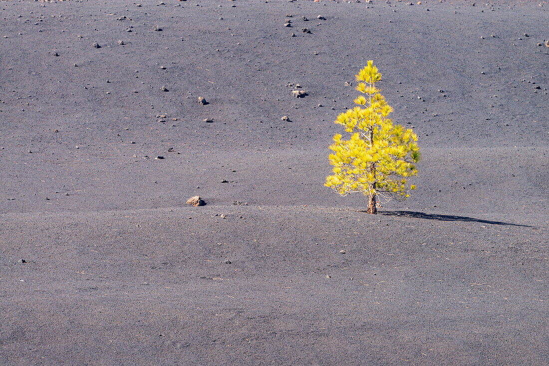 Kanarische Kiefer (Pinus canariensis) Arena Negras, Nationalpark Teide, Teneriffa, Kanarische Inseln, Spanien, Europa