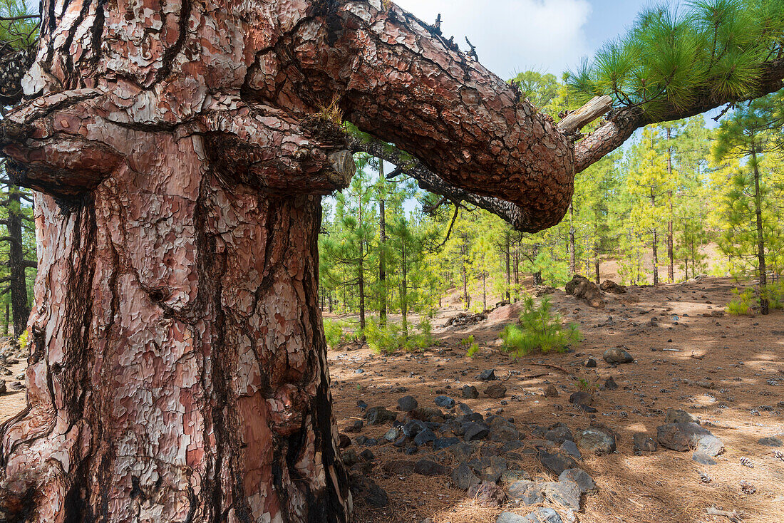 Kanarische Kiefer (Pinus canariensis) Arena Negras, Nationalpark Teide, Teneriffa, Kanarische Inseln, Spanien, Europa