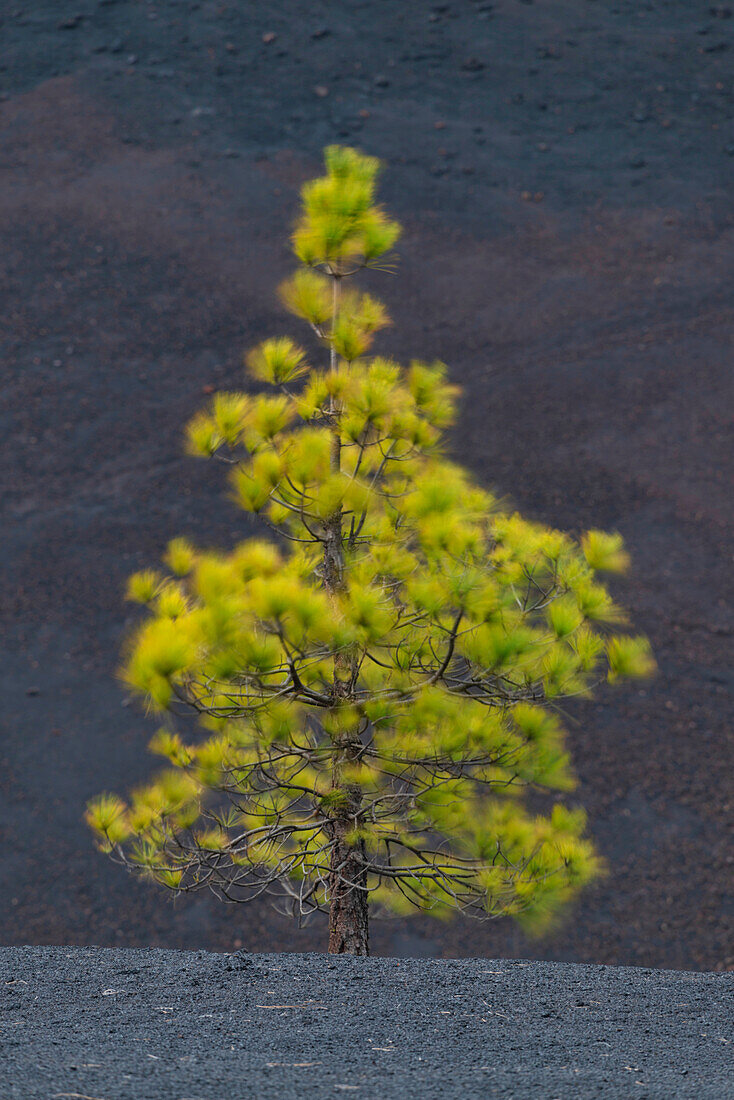Canary Island Pine (Pinus canariensis) Arena Negras, Teide National Park, Tenerife, Canary Islands, Spain, Europe