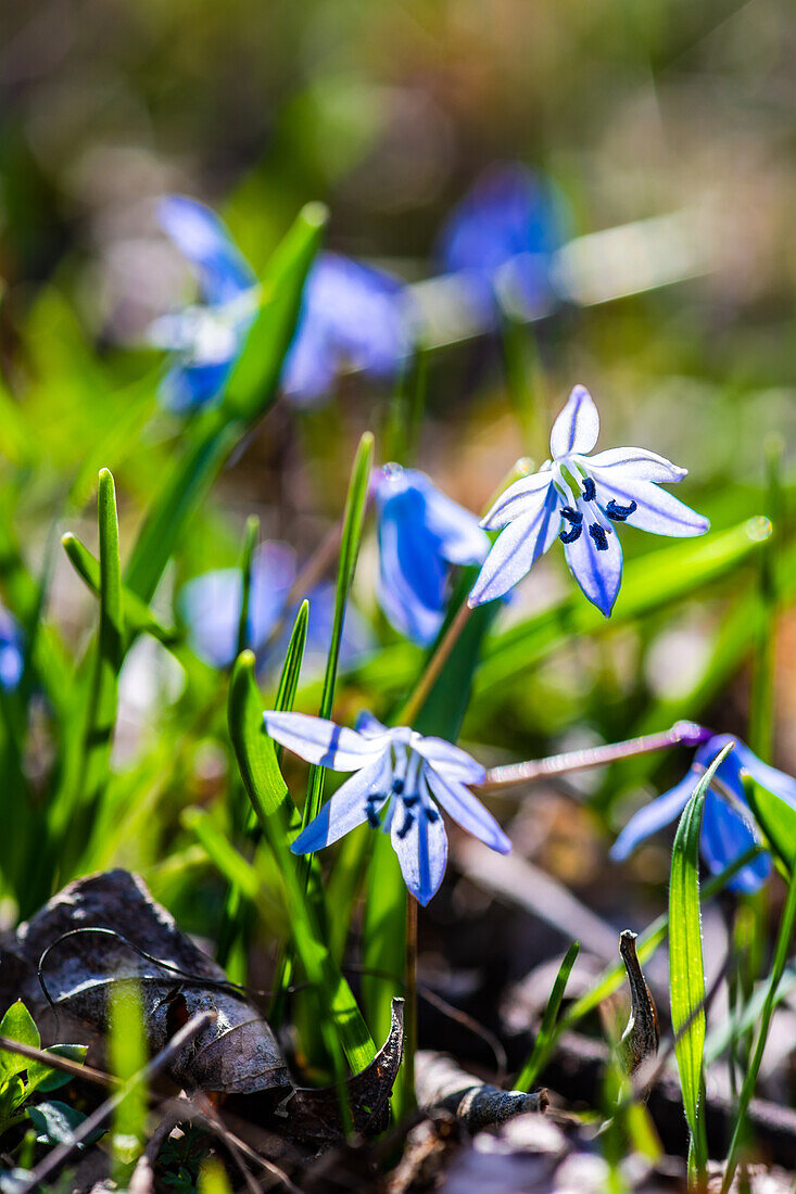 Erste blaue Scilla siberica, sibirischer Blaustern, Blumen in einem Wald, Frühling