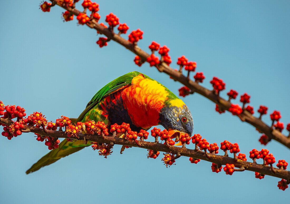 Ein bunter Papagei frisst rote Beeren von einem Baum, Port Douglas, Queensland, Australien