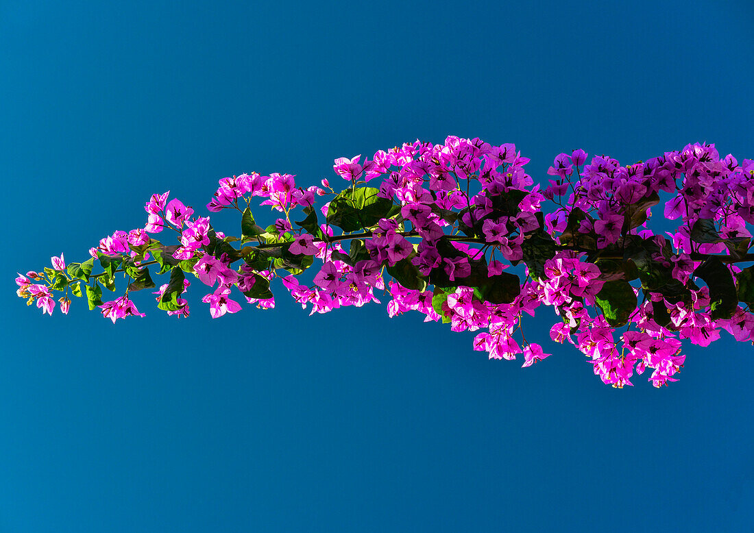 Branch of a bougainvillea against a blue sky, Denia, Costa Blanca, Spain