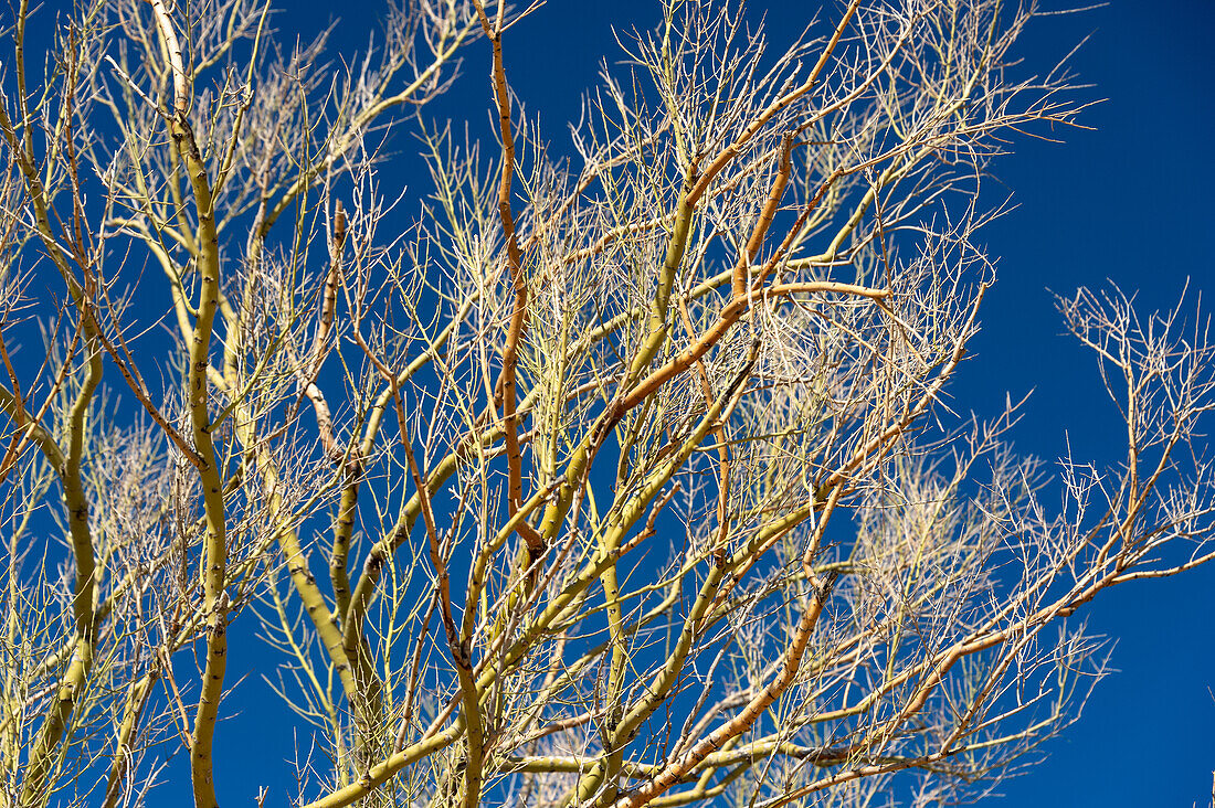 Leuchtender Baum im Sonnenlicht vor blauem Himmel, Scottsdale, Arizona, USA
