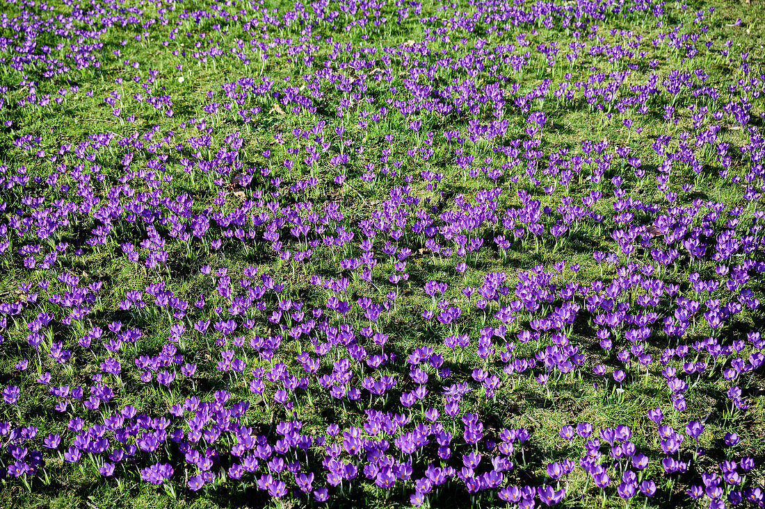 A sea of crocuses, Bad Honnef, NRW, Germany