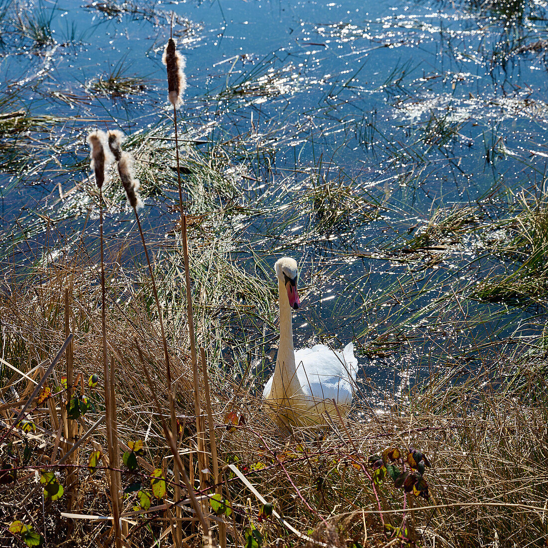 A swan at the Stallberger Fischteichen, Siegburg Stallberg, NRW, Germany