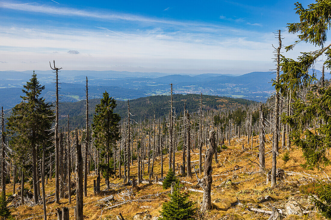 Toter Wald auf dem großen Rachel, Nationalpark Bayerischer Wald, Niederbayern, Bayern, Deutschland