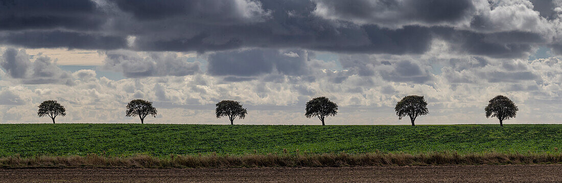 Row of trees on field. Dark clouds. Aakirkeby, Hovedstaden, Bornholm, Denmark.