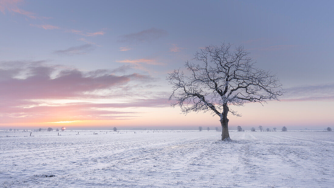 Einsamer kahler Baum auf schneebedeckter Wiese, Sonnenaufgang. Friedeburg, Kreis Wittmund, Nidersachsen, Deutschland.