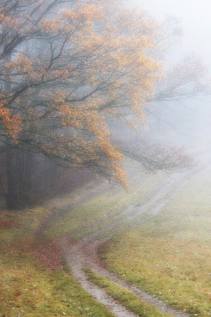 Wanderweg auf Lichtung im Herbst, Nebel. Herbstlaub. Oberrotweil, Vogtsburg im Kaiserstuhl, Baden-Württemberg, Deutschland.