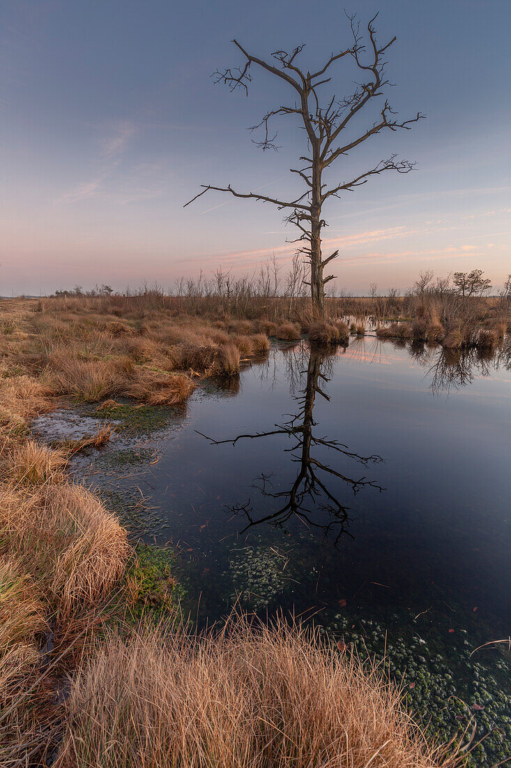 Dead tree at Moorsee, Goldenstedter Moor, Vechta, Lower Saxony, Germany. Reflection.