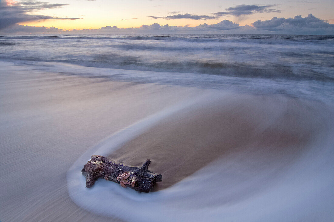 Driftwood with starfish on the beach. wave motion. Sylt, North Friesland, Germany