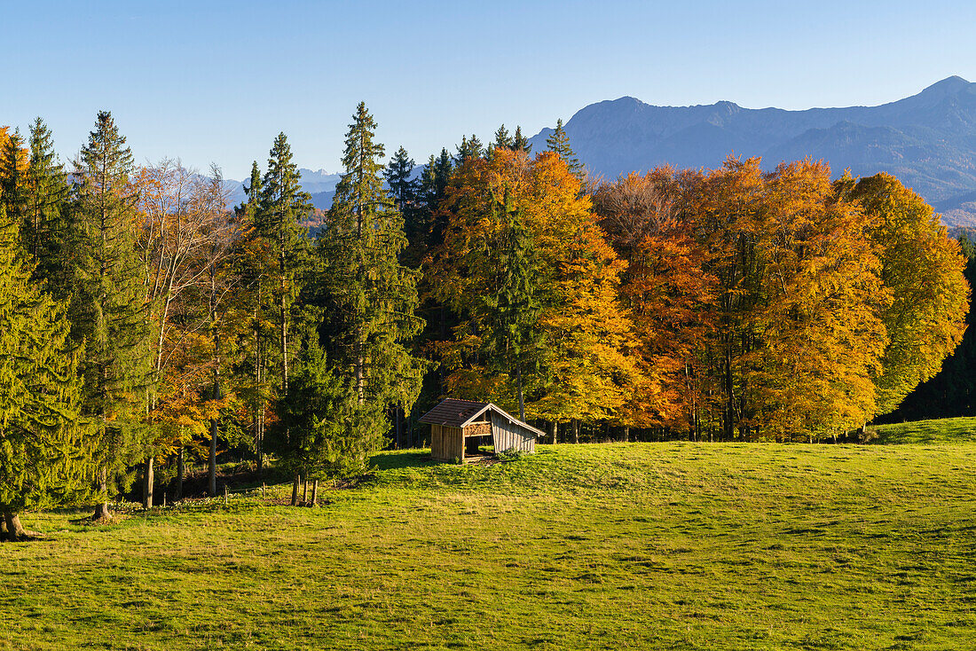 Herrlicher Herbsttag an der Aidlinger Höhe  Aidling, Murnau, Bayern, Deutschland, Europa