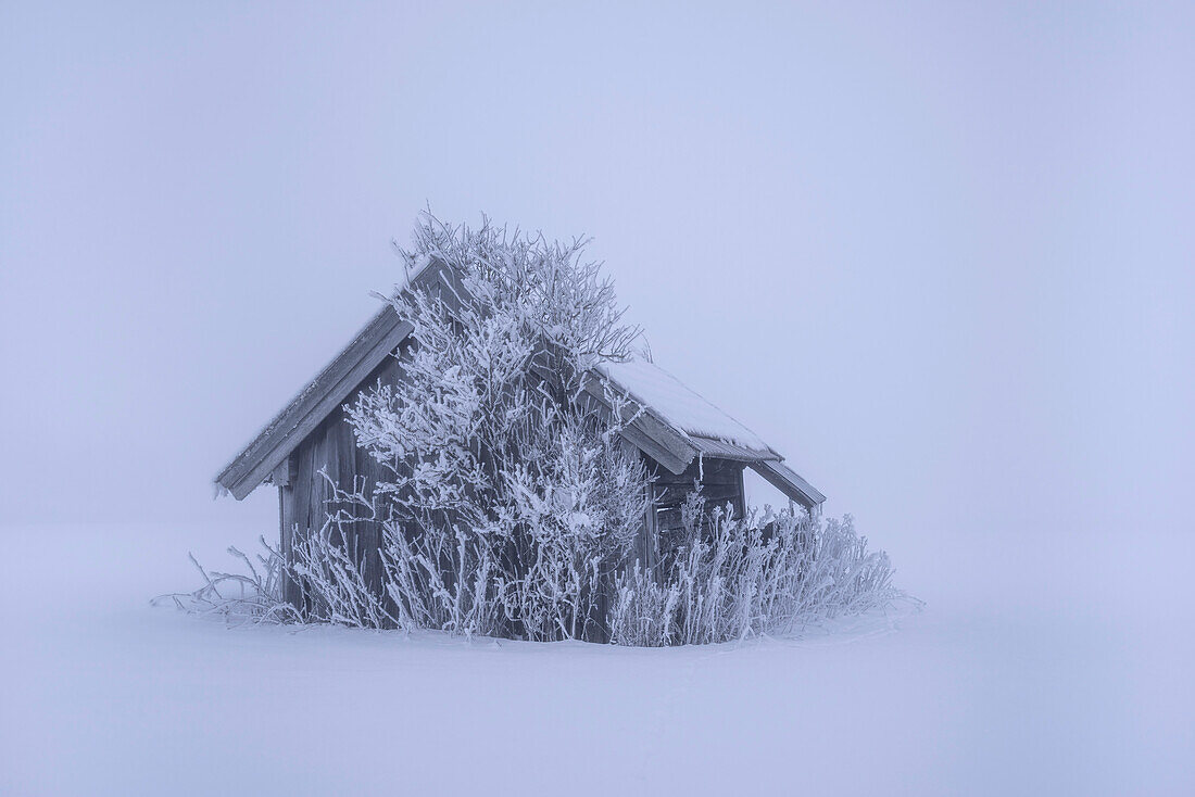 Klirrende Kälte im Kochelmoos, Hütte im Schnee, Schlehdorf, Oberbayern, Bayern, Deutschland