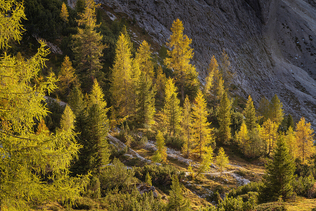Leuchtender herbstlicher Bergwald unweit der Drei Zinnen, Südtirol, Italien, Europa