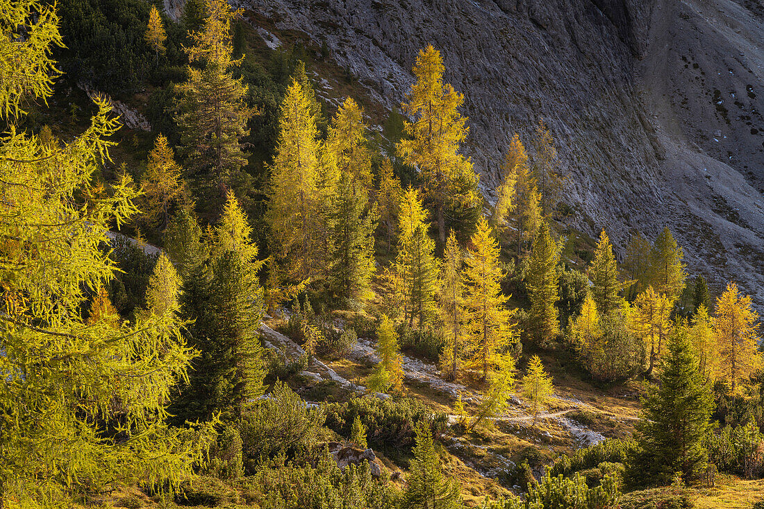 Luminous autumnal mountain forest not far from the Drei Zinnen, South Tyrol, Italy, Europe