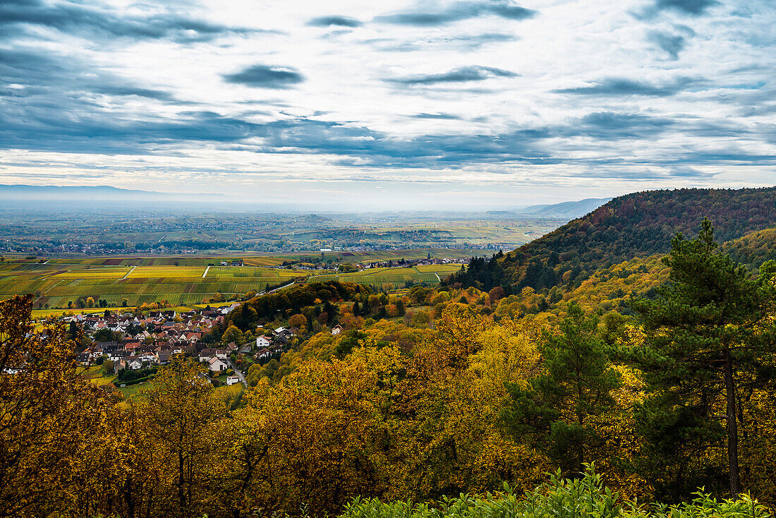 Autumn colored forest and vineyards, Burrweiler, near Landau, Palatinate, Palatinate Forest, Rhineland-Palatinate, Germany