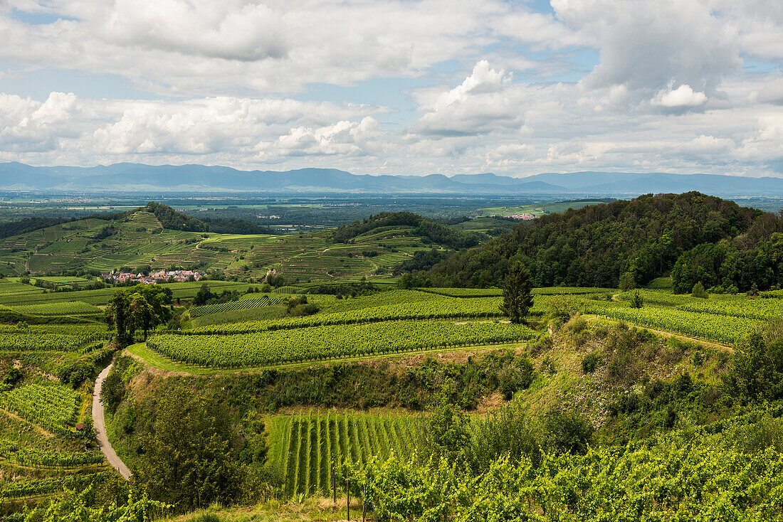 Vineyards in summer, near Ihringen, Kaiserstuhl, Baden-Württemberg, Germany