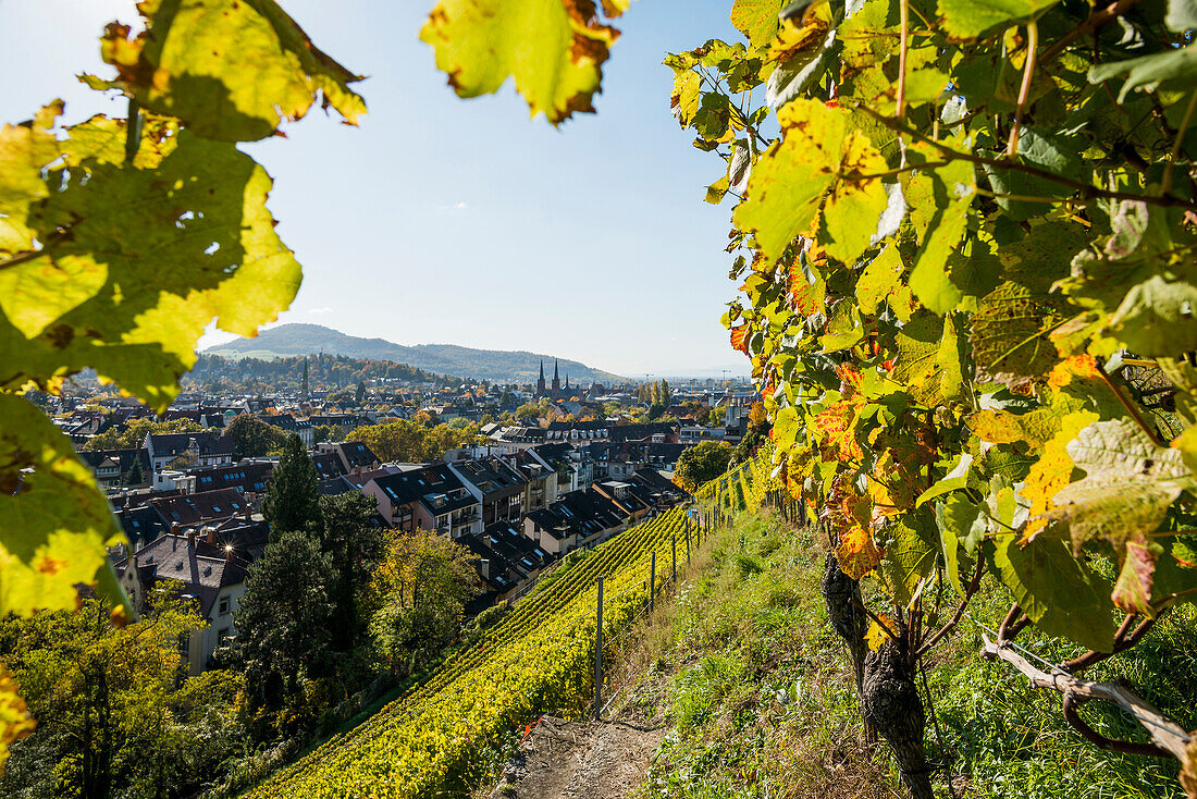 Vineyard in autumn, Schlossberg, Freiburg im Breisgau, Baden-Württemberg, Germany