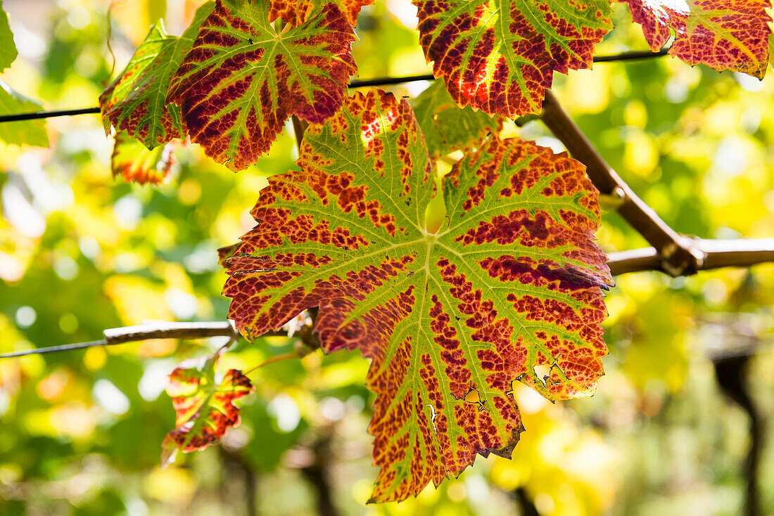 Herbstlich verfärbtes Weinlaub, Schlossberg, Freiburg im Breisgau, Schwarzwald, Baden-Württemberg, Deutschland