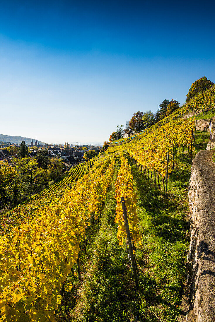 Vineyard in autumn, Schlossberg, Freiburg im Breisgau, Baden-Württemberg, Germany