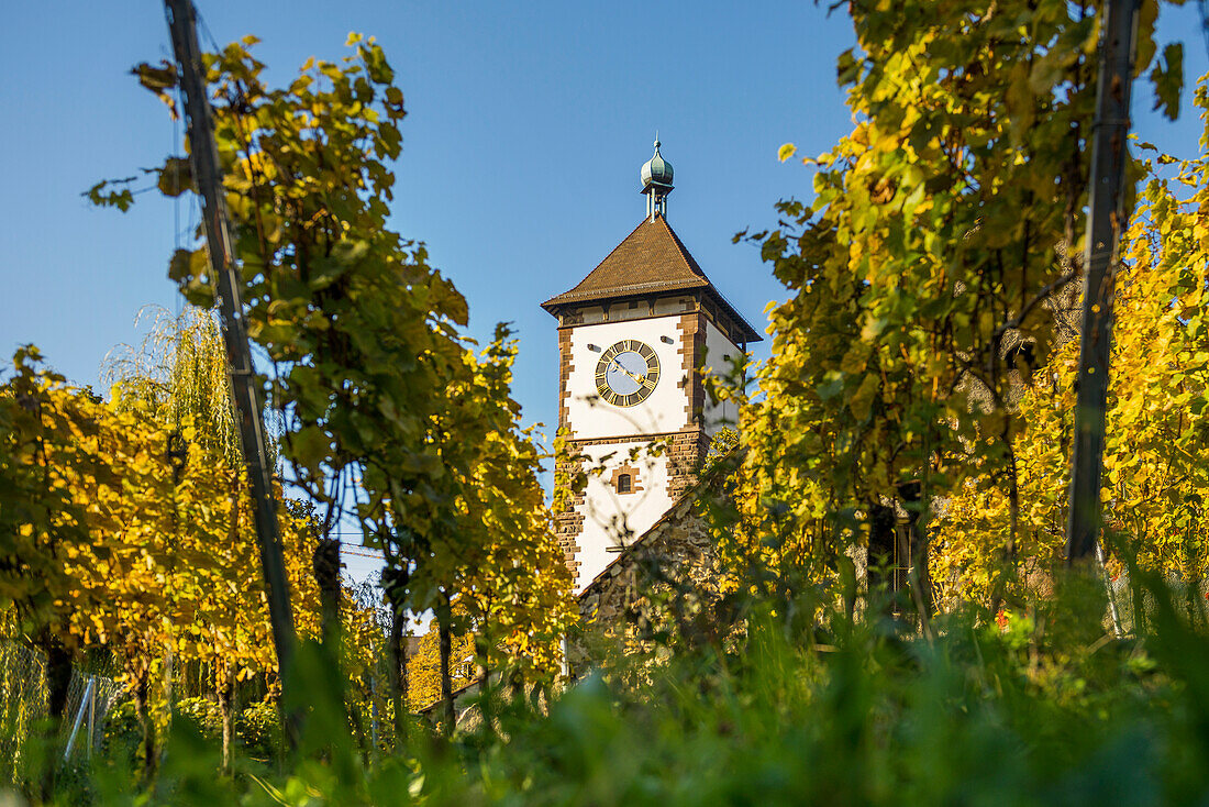 Vineyard in autumn, Schwabentor, Freiburg im Breisgau, Baden-Württemberg, Germany