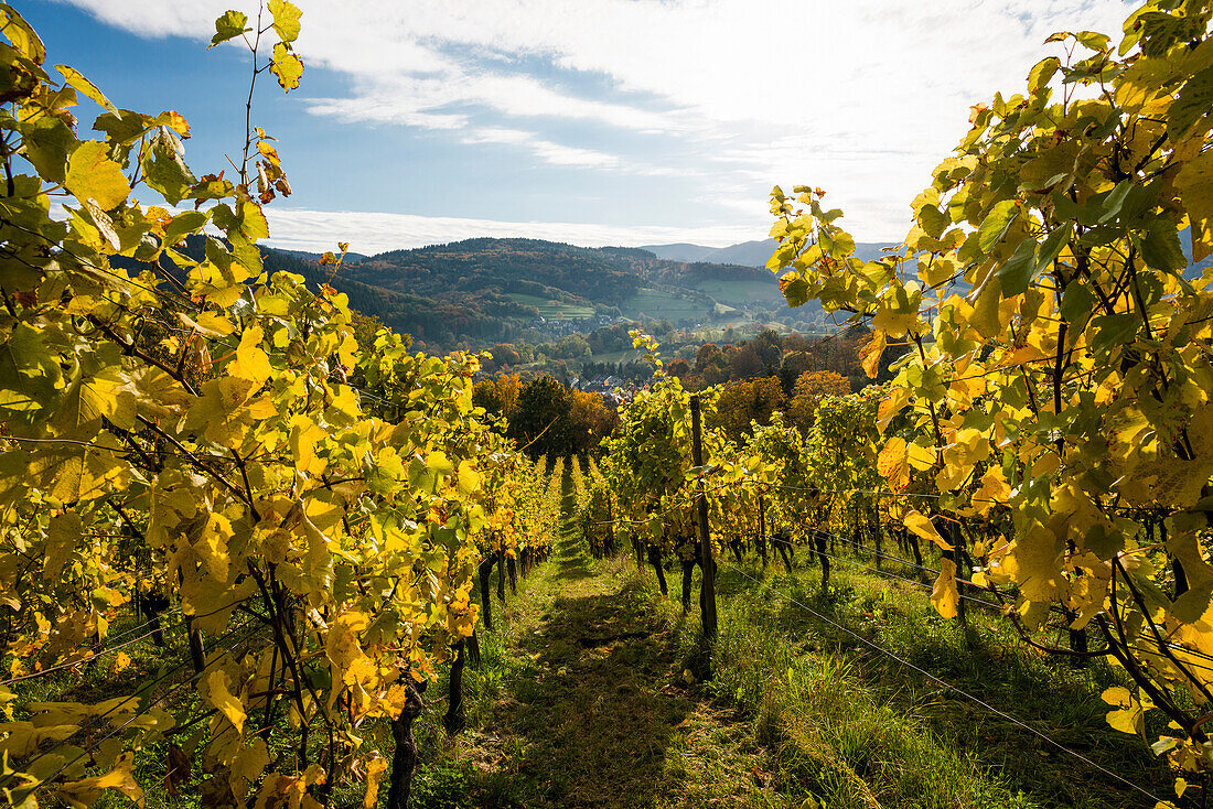 Vineyard in autumn, Schoenberg, Freiburg im Breisgau, Black Forest, Baden-Württemberg, Germany