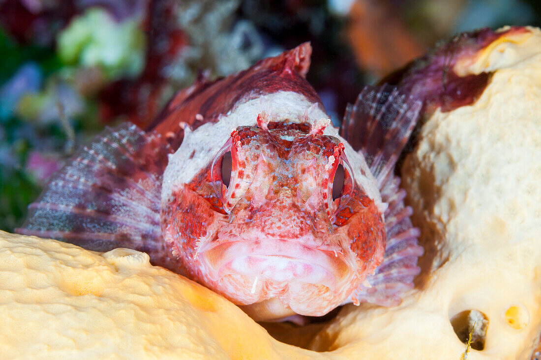 Kleiner Roter Drachenkopf, Scorpaena notata, Insel Vis, Mittelmeer, Kroatien
