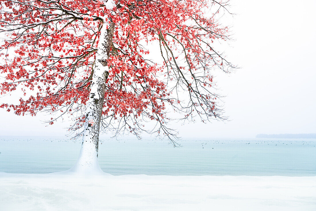 Baum in roter Herbstfärbung im Winter am Starnberger See, Bayern, Deutschland