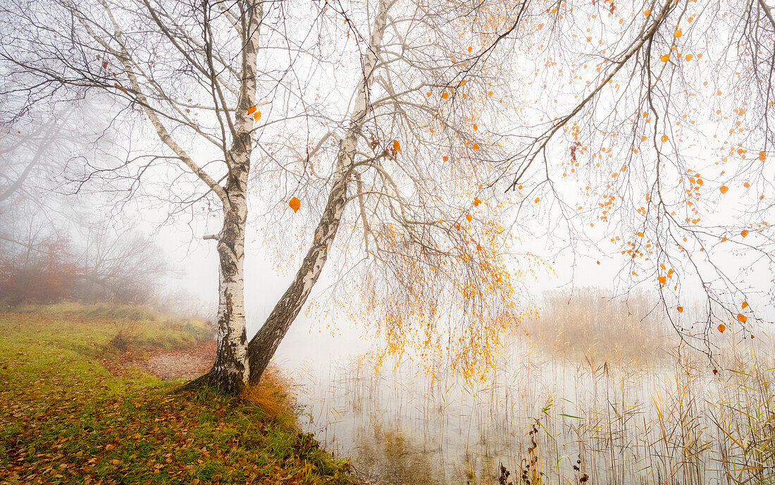Herbst am Starnberger See, Bernried, Deutschland