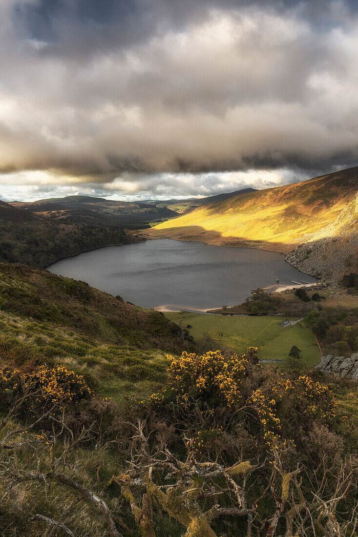 Views of Lought Tay and valley. mountain lake. Gorse in the foreground. Sunshine. Ballinastoe, County Wicklow Mountains, Ireland.