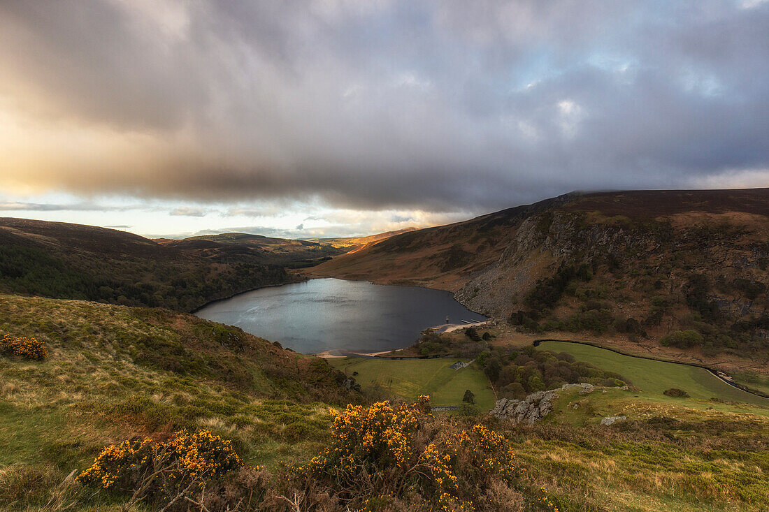 Views of Lought Tay and valley. mountain lake. Gorse in the foreground. Sunshine. Ballinastoe, County Wicklow Mountains, Ireland.