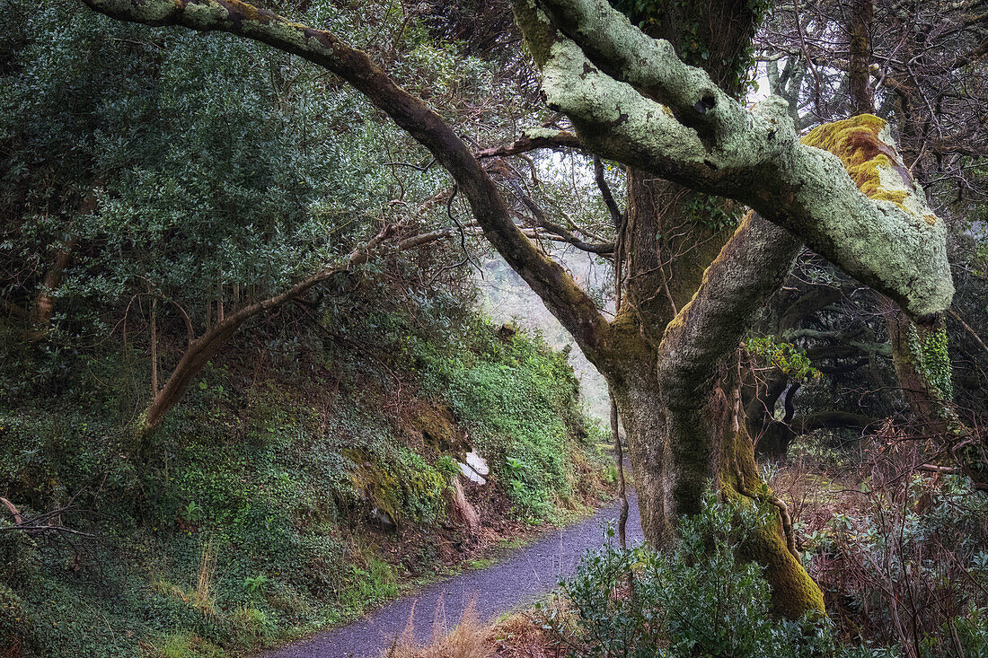 Big tree stands on the forest path. Branch protrudes into the picture. Disert, Killaconenagh, County Cork, Ireland.