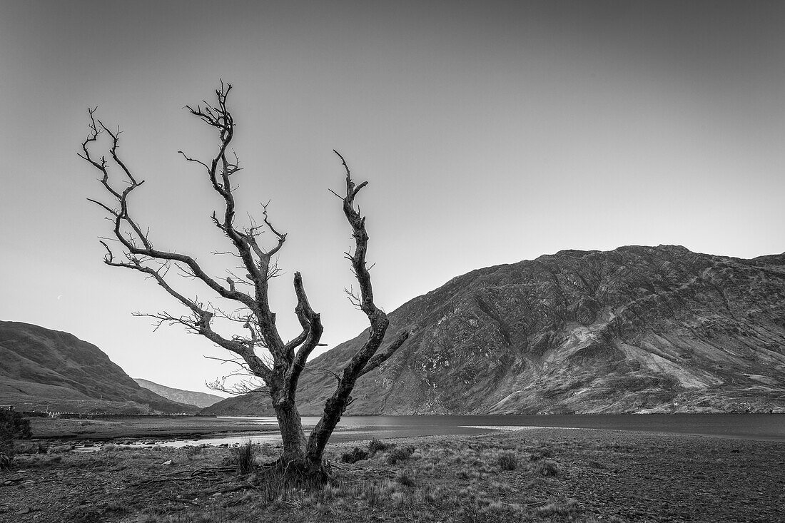 Toter Baum steht einsam am See. Berge im Hintergrund. Gelnummera, Kilgeever, County Mayo, Irland.