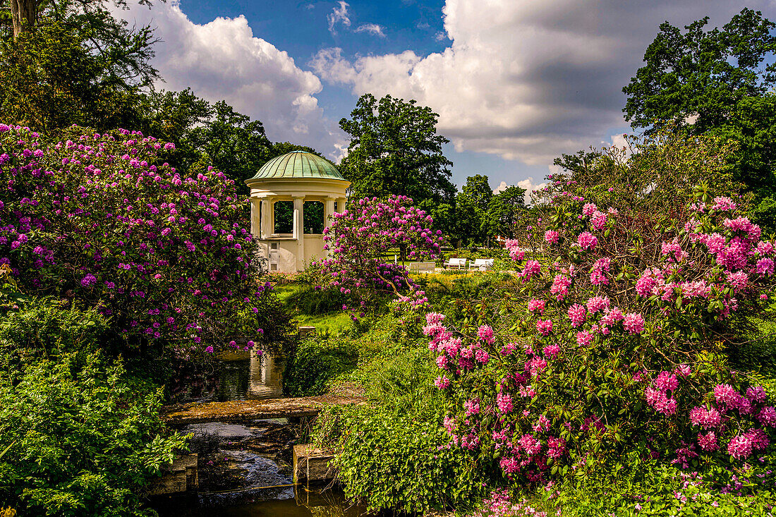 Rhododendrons at the Leopold fountain in the spa gardens of Bad Salzuflen, Lippe district, North Rhine-Westphalia, Germany