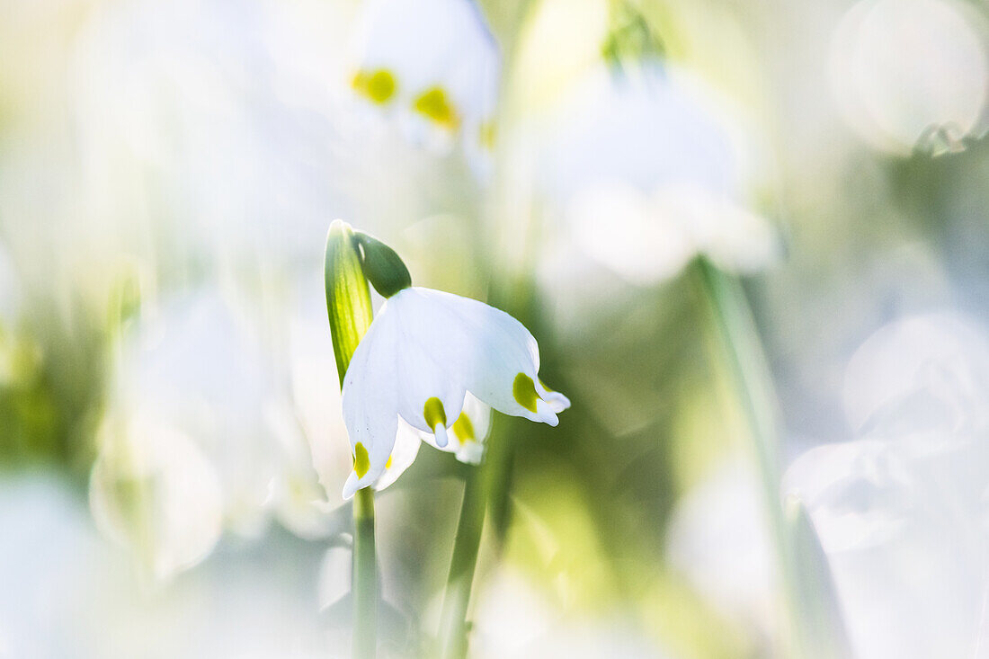 March mug blossom in sunlight with bokeh, early blooming, flowers, forest, garden