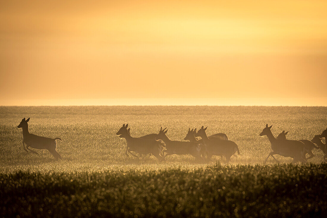 Fallow deer on the run, male, in the morning light in a wheat field, Ostholstein, Schleswig-Holstein, Germany