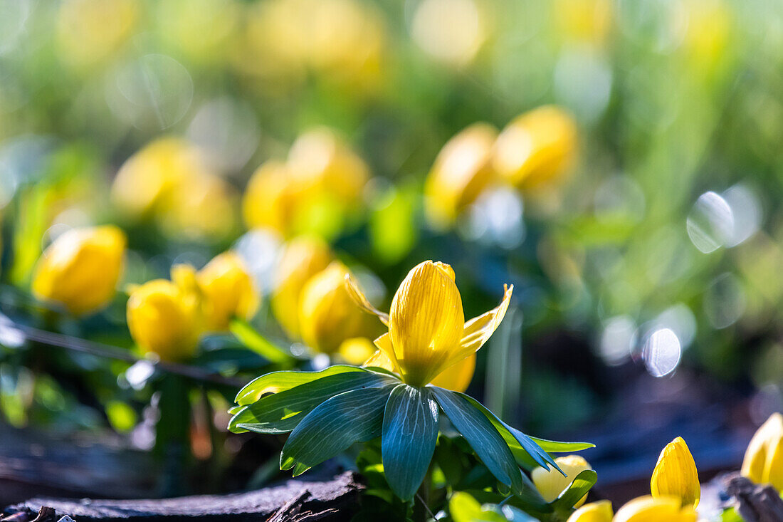 Winterlings in the sunlight with bokeh, early bloomers, flowers, forest, garden