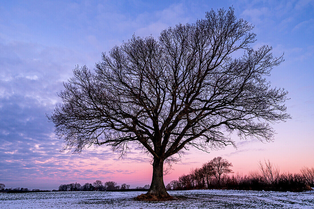 Oak tree in wintry dawn, Ostholstein, Schleswig-Holstein, Germany