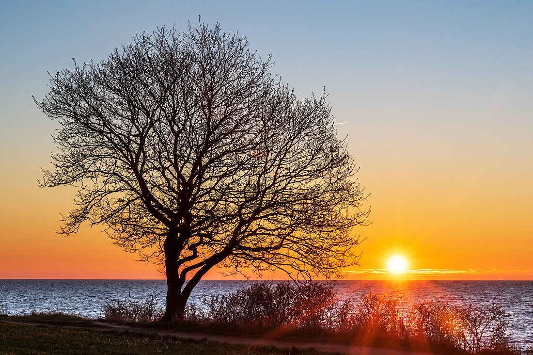 Baum im Sonnenaufgang in Kellenhusen im Morgenlicht, Ostsee, Ostholstein, Schleswig-Holstein, Deutschland