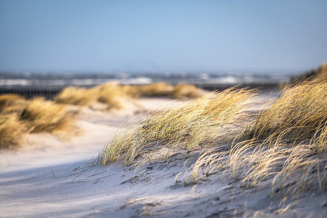 Dune landscape in Heiligenhafen, Baltic Sea, Ostholstein, Schleswig-Holstein, Germany