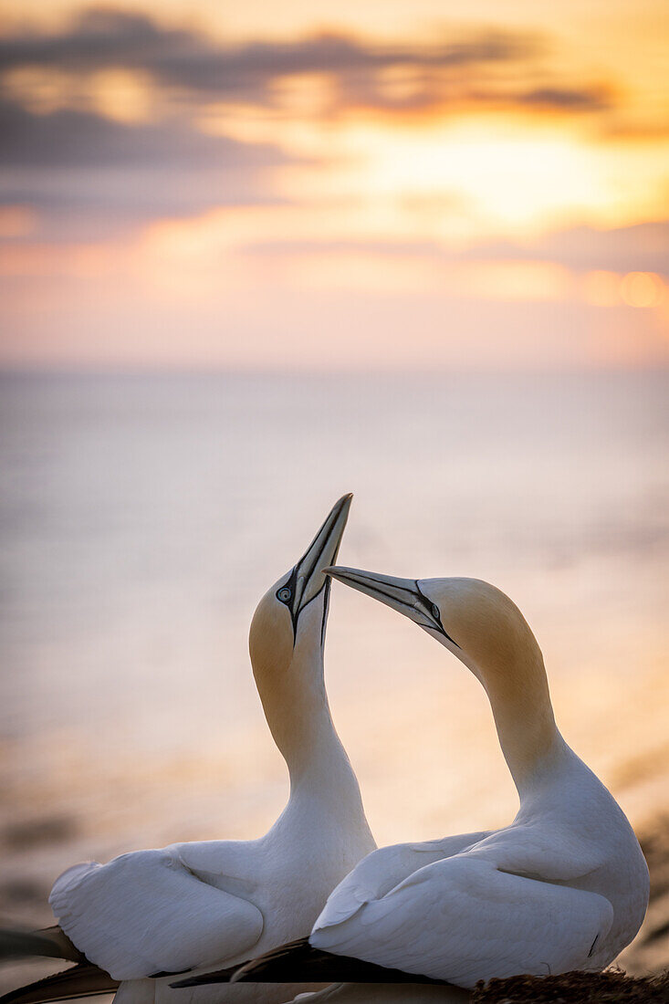 Basstölpel im Abendlicht, Helgoland, Vogelfelsen, Vögel, Insel, Schleswig-Holstein, Deutschland