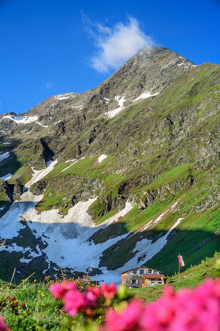 Bergerseehütte steht unter Lasörling, Alpenrosen im Vordergrund, Bergerseehütte, Lasörlinggruppe, Virgental, Hohe Tauern, Osttirol, Österreich